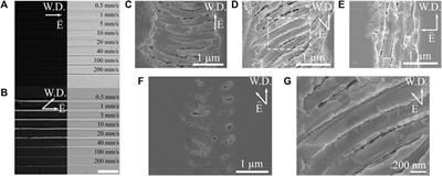 Ultrafast Laser Direct-Writing of Self-Organized Microstructures in Ge-Sb-S Chalcogenide Glass